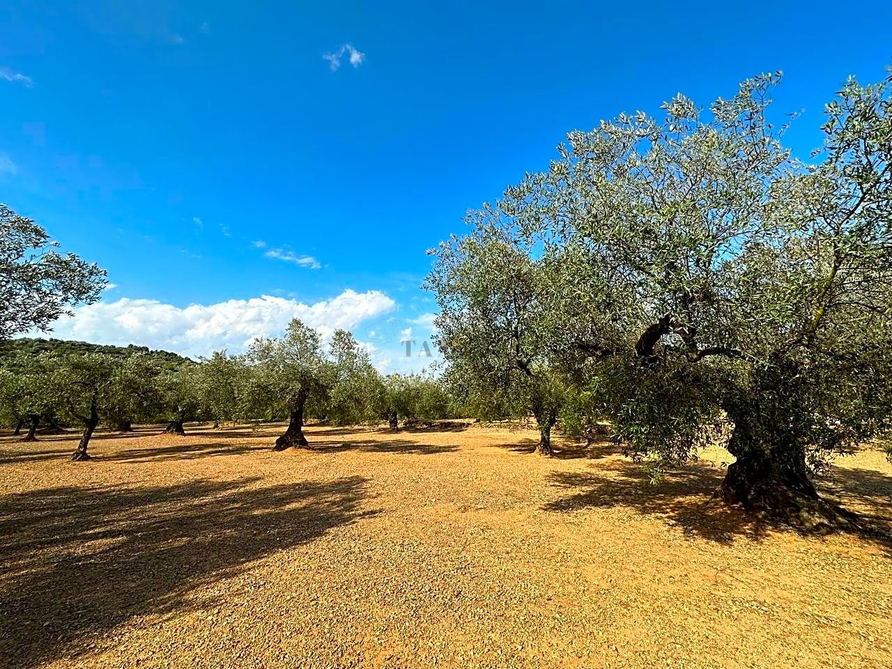 Freginals, Tarragona -  - Tarragona - Freginals