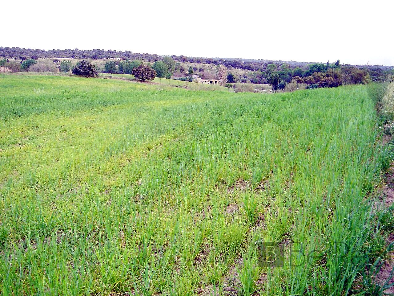 Terreno en Polígono 14, Quijorna, Madrid de 2835 m2