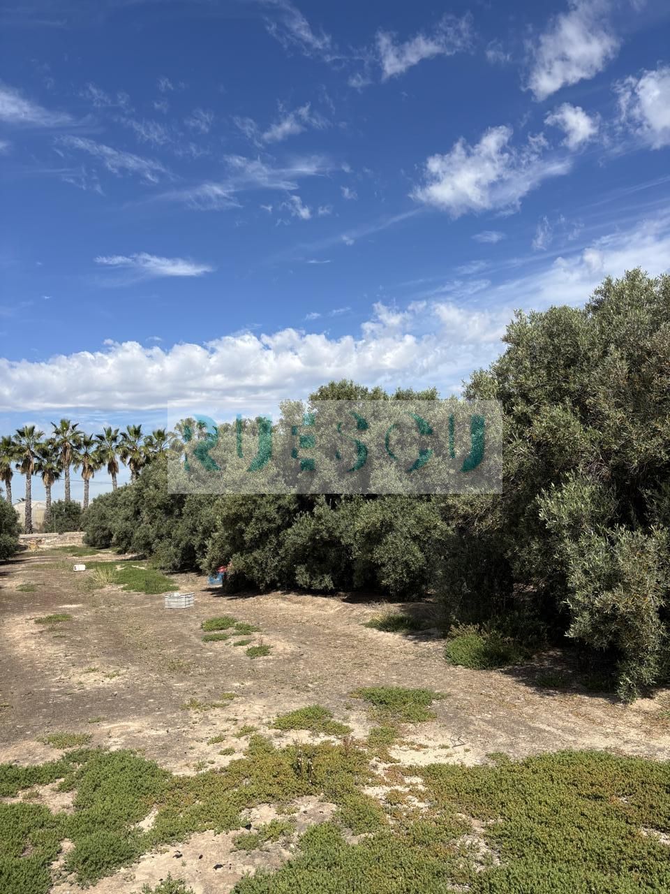 Terreno en POLIGONO 62 PARCELA 37, Elche, Alicante de 12142 m2
